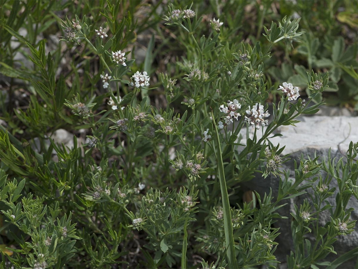 Dorycnium germanicum